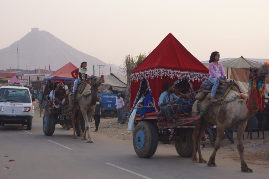 Chameaux lors de la foire de Pushkar, Rajasthan, Inde