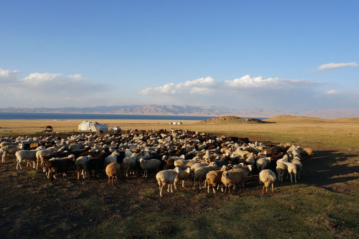 Yourtes, chevaux et moutons au bord du lac Son-Kul, Kirghizistan