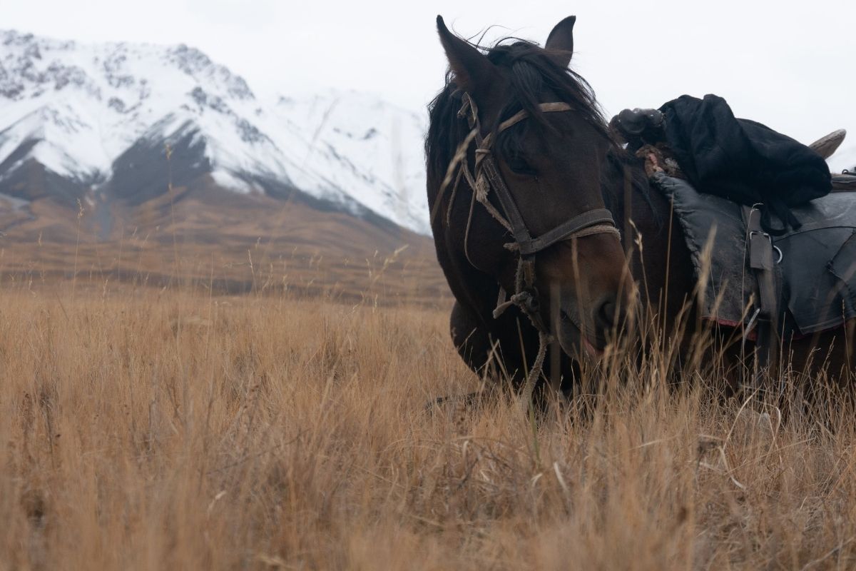 Voyage à cheval asie centrale