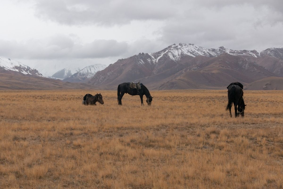 Chevaux kirghizes