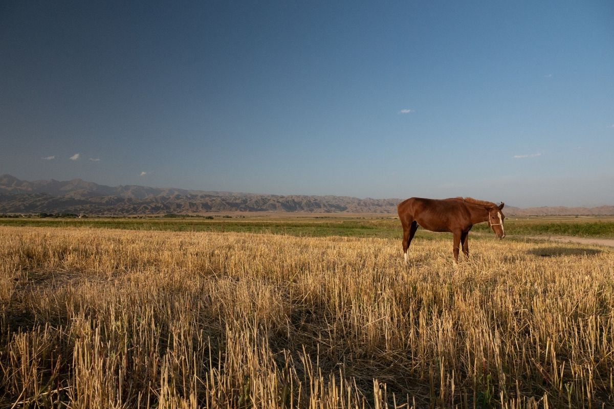 Voyage à cheval Kirghizistan