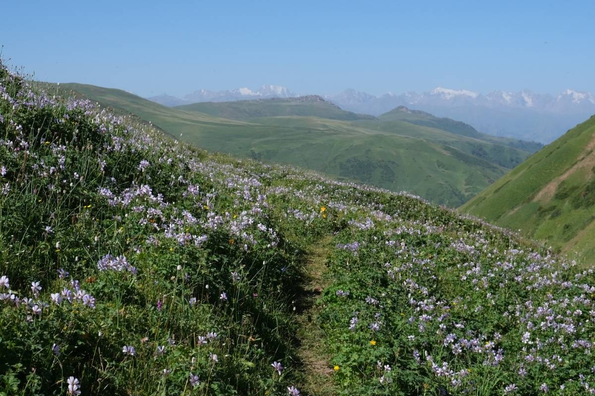 Fleurs de montagne au Kirghizistan