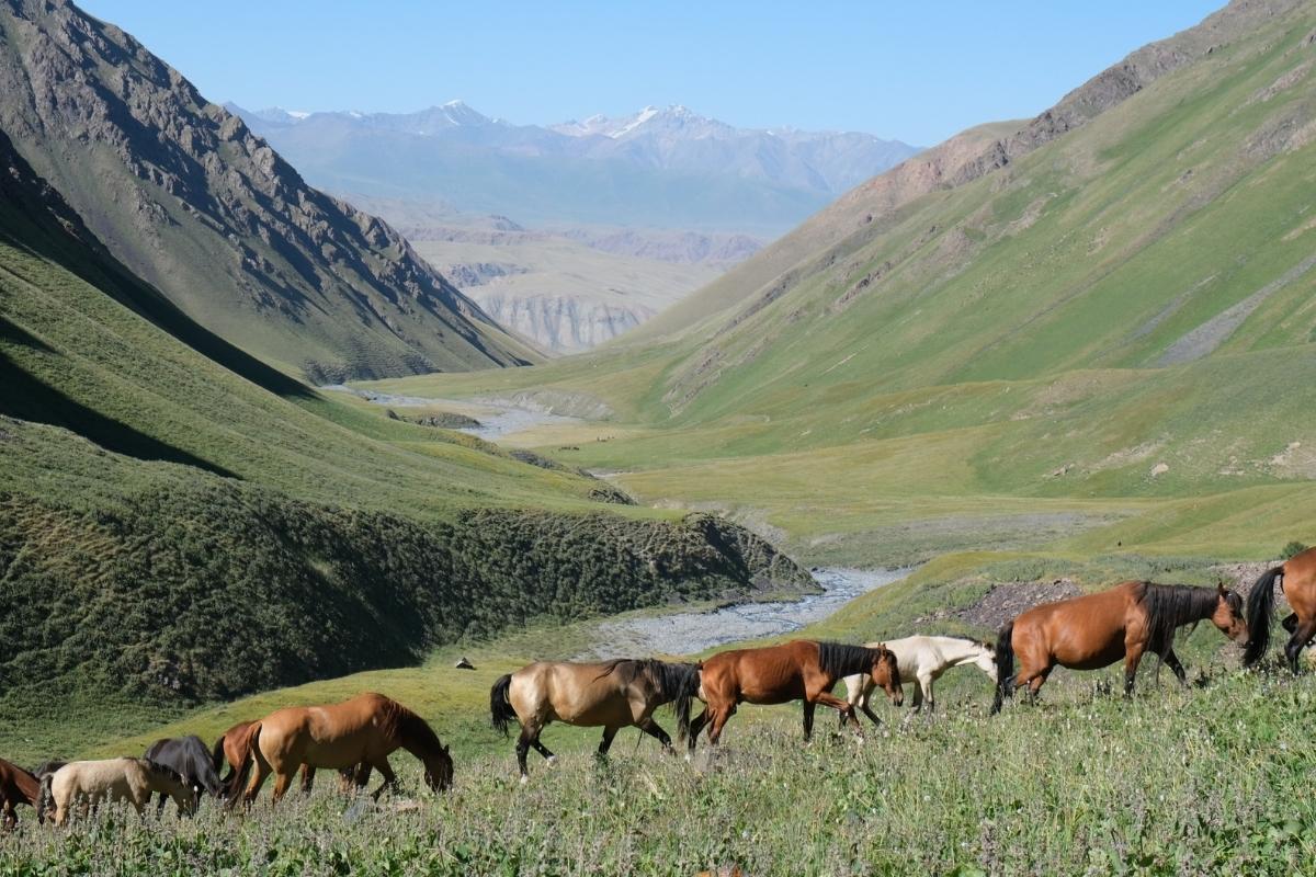 Chevaux au Kirghizistan